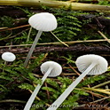 Witte stinkmycena